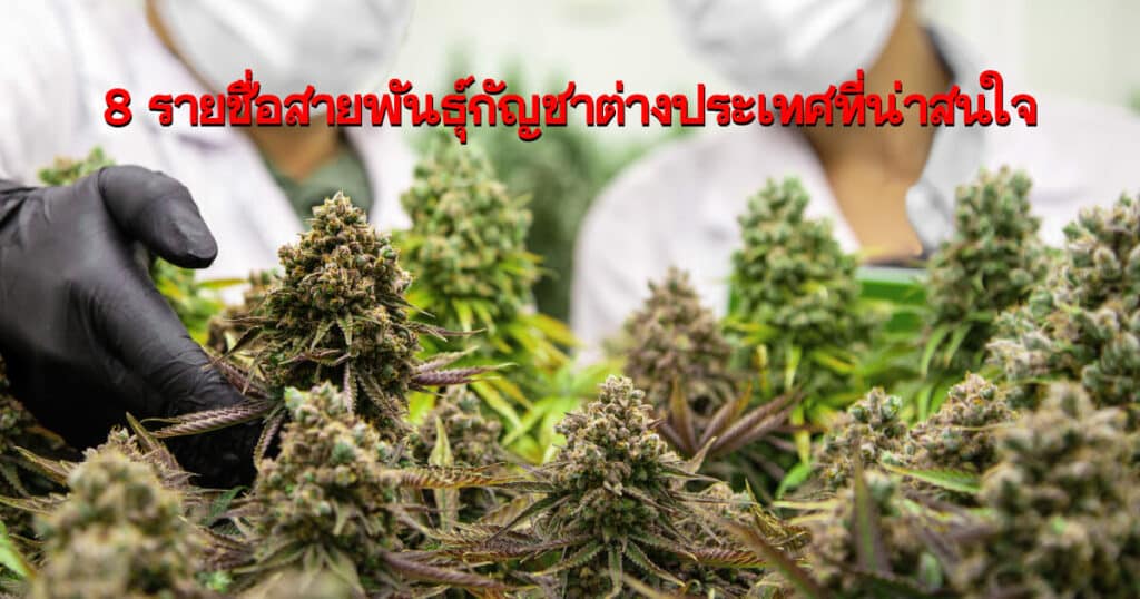 8 รายชื่อสายพันธุ์กัญชาต่างประเทศที่น่าสนใจ