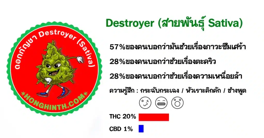 ดอกกัญชา-Destroyer-สายพันธุ์-Sativa