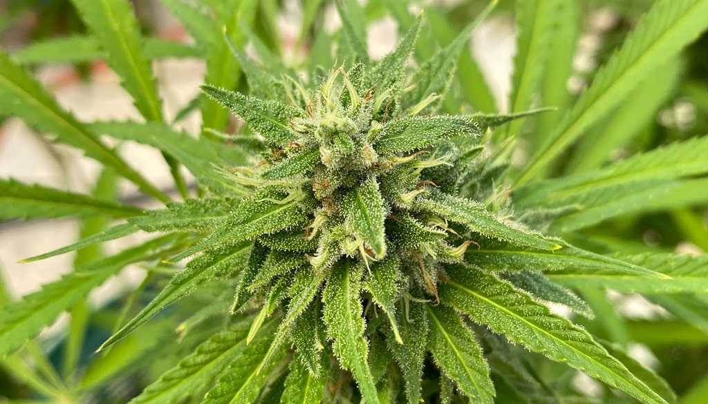 ดอกกัญชา Copacabana ( Hybrid )