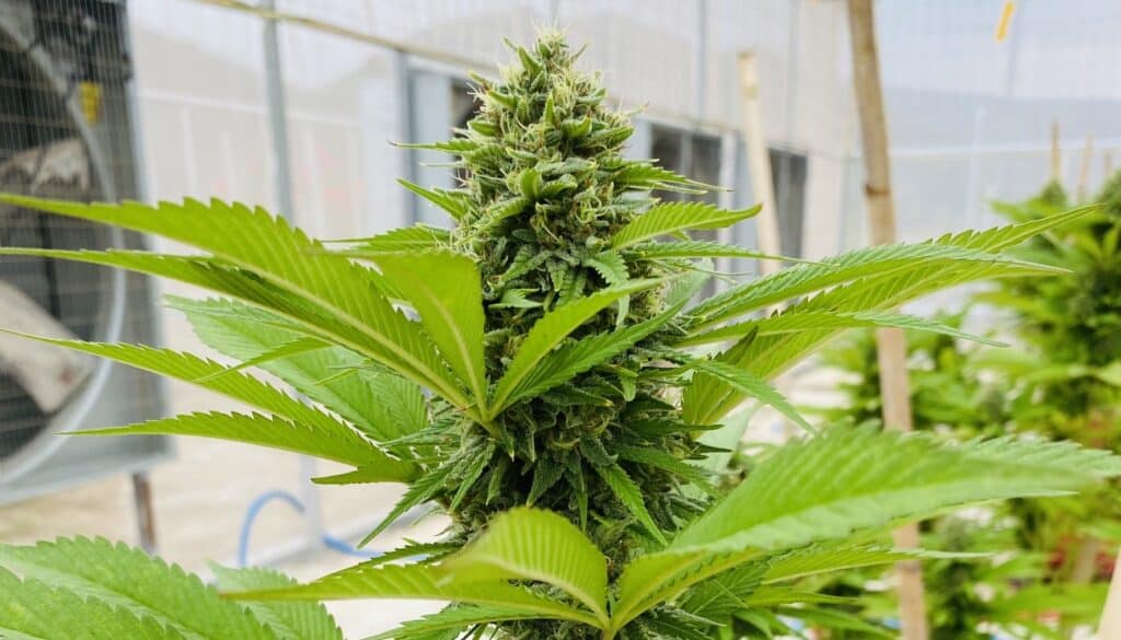 ดอกกัญชา Afghanica (Hybrid)