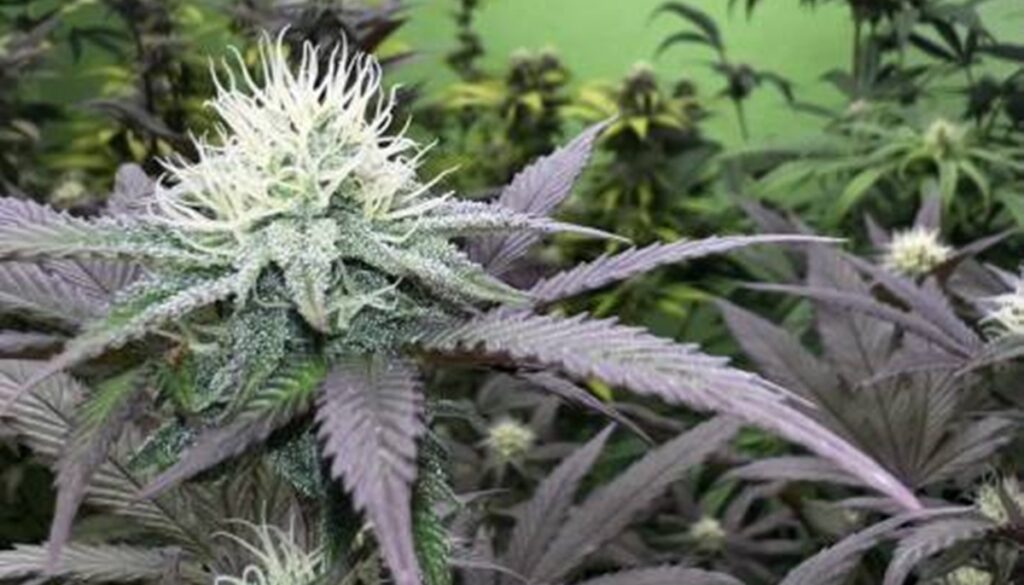 Cookie Ethos (Hybrid)