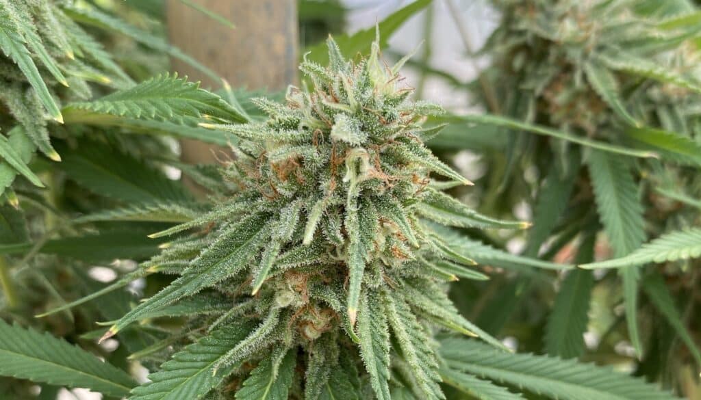 Gelato Cookies (Hybrid)