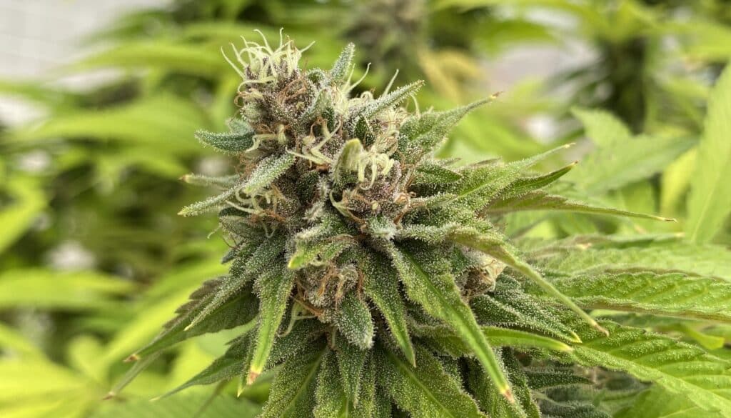 Godfather og ( Indica )