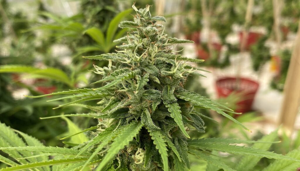 ดอกกัญชา Honey cream ( Hybrid )