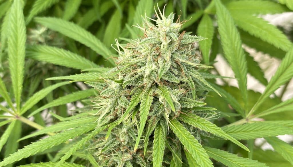 Lemon berry candy OG