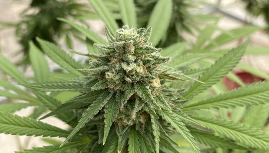 Royel gorilla ( Hybrid ) BG