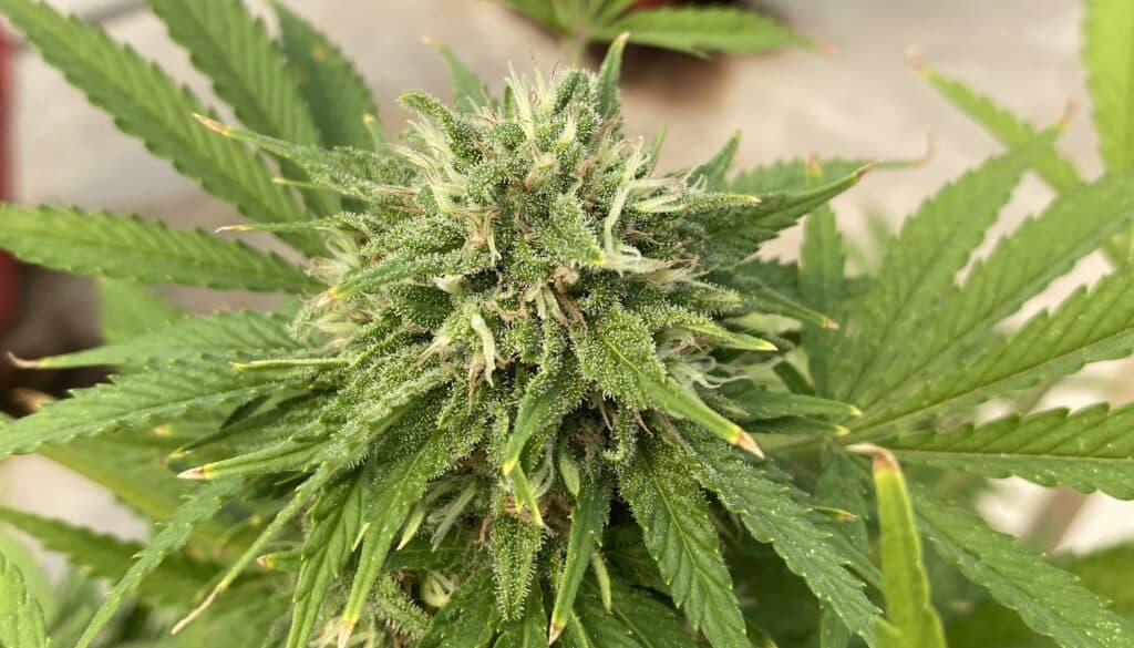 Pineapple Super Silver Haze ( Hybrid )