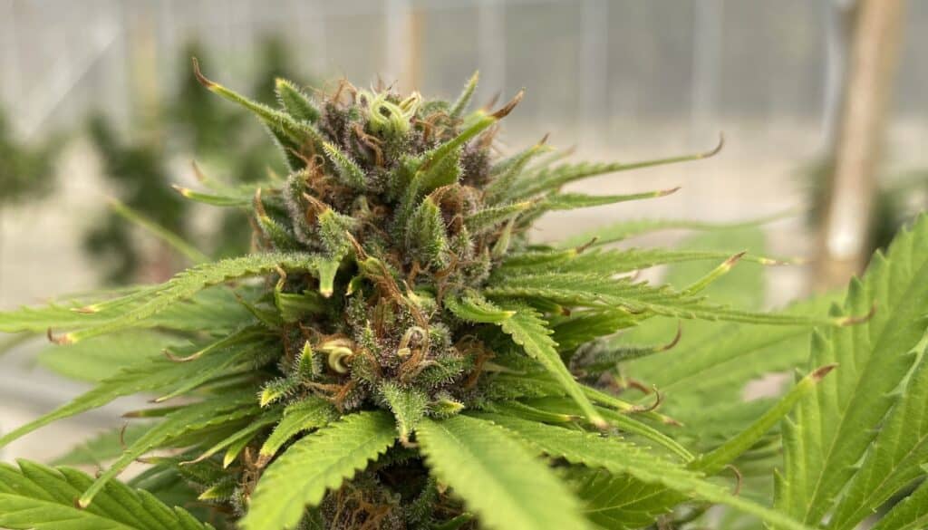 stella blue ( Sativa ) BG