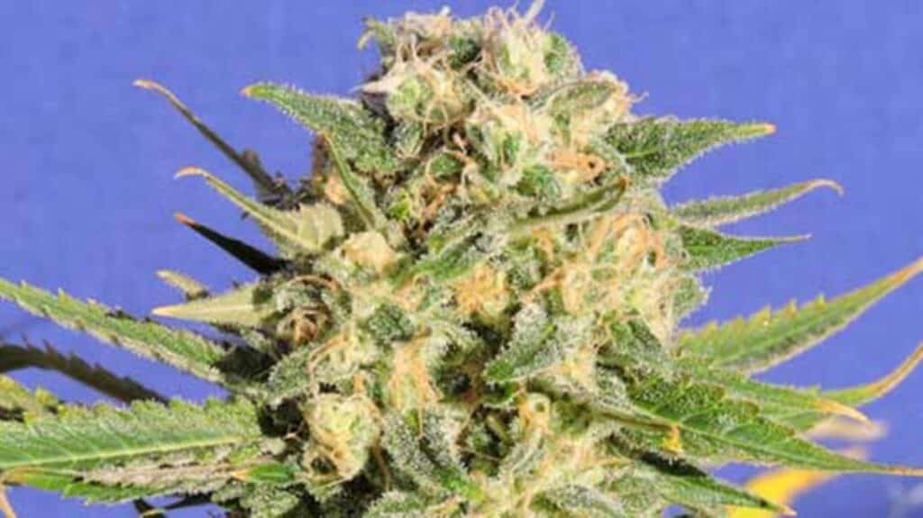ดอกกัญชา Destroyer ( Sativa )