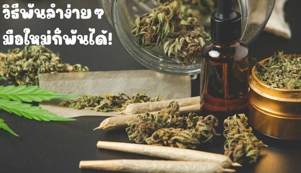 วิธีการพันลำกัญชา สำหรับมือใหม่ BG