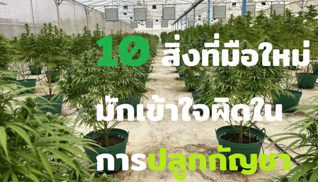 10 สิ่งที่มือใหม่มักเข้าใจผิดในการปลูกกัญชา BG