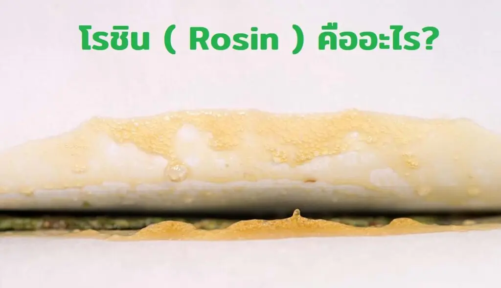 โรซิน ( Rosin ) คืออะไร?