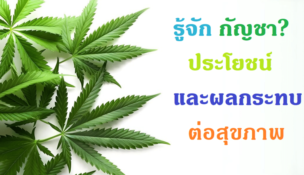 รู้จักกัญชา ประโยชน์ และผลกระทบต่อสุขภาพ